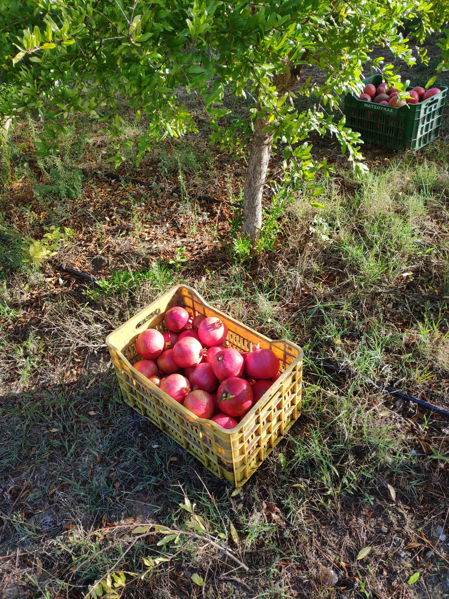 Κασόνια με ρόδια